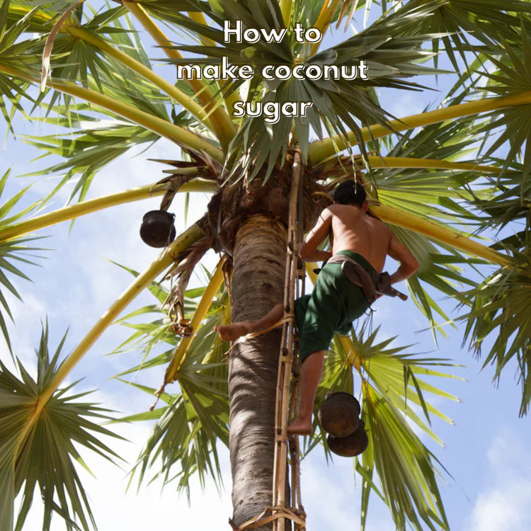 Coconut Sugar: What Are the Benefits?