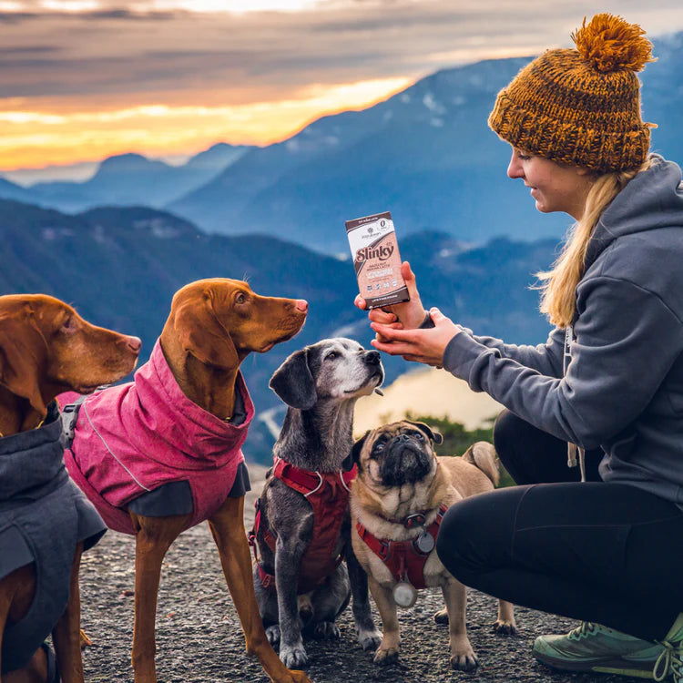 Why Chocolate is Bad for Dogs, But Great for Humans